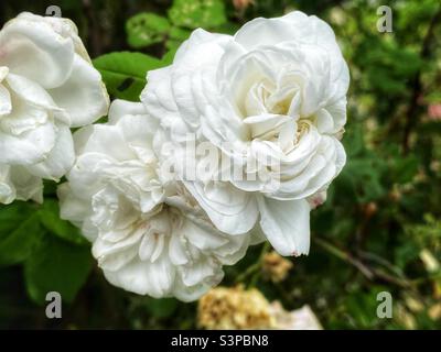 Weiße Rosen in voller Blüte. Stockfoto