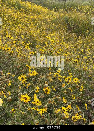 Feld von California Sagebush in der Familie der Sonnenblumen. Artemisia Calfornica. März 2022 Stockfoto