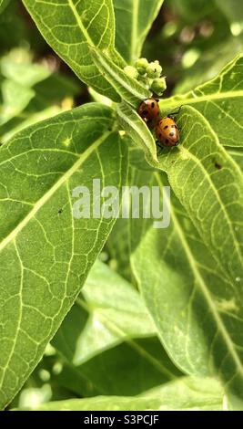 Marienkäfer auf Blättern bei hellem Tageslicht Stockfoto