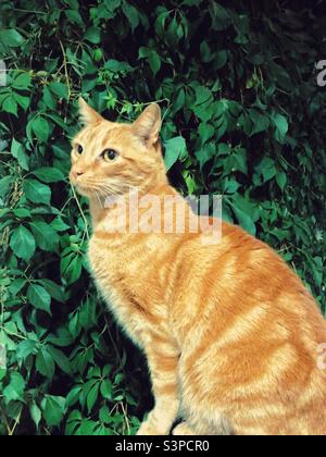 Eine Ingwerkatze auf dem grünen Hintergrund Stockfoto