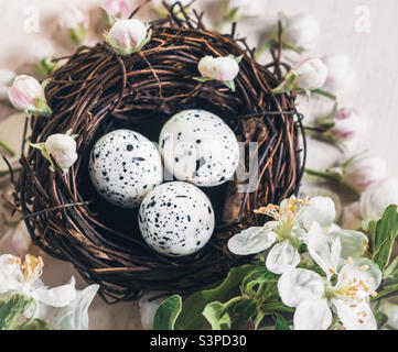 Frühling-Wohnung mit Vogelnest mit gesprenkelten Eiern, umgeben von Apfelblüten Stockfoto