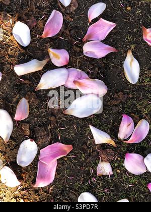 Campbells Magnoila-Blütenblätter wurden auf den Boden gegossen Stockfoto