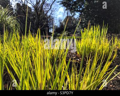 Carex Elata Aurea, Bowles Golden Sedge in der Morgensonne Stockfoto