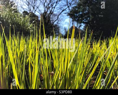 Carex Elata Aurea, Bowles Golden Sedge von der Morgensonne beleuchtet Stockfoto