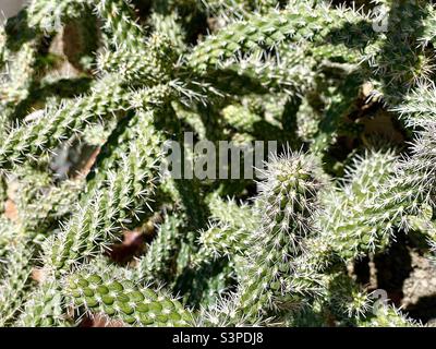 Dieser Kaktus oder Sukkulente, eine Pflanze aus der Familie Cactaceae, ist winterhart und benötigt in diesem Pflanzbett in Utah, USA, wenig Wasser. Stockfoto