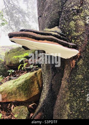 Ganodermaa applanatum wächst auf einem Baum. Dies ist ein Holzzerfallpilz. Stockfoto