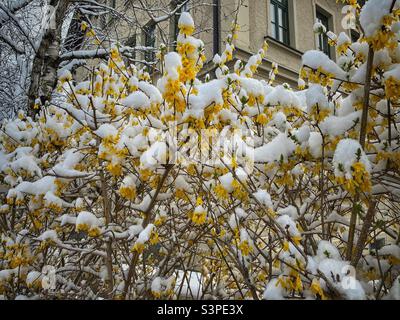 Blühende gelbe Forsythia blüht in München, Deutschland, mit Schnee bedeckt. Stockfoto