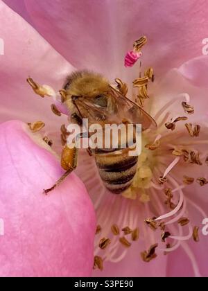 Honigbiene sammelt Pollen von einer Rose Stockfoto
