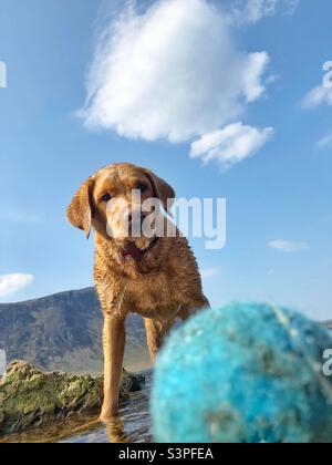 Lustige Hund wartet darauf, dass es Ball während eines Spiels von fetch geworfen werden Stockfoto