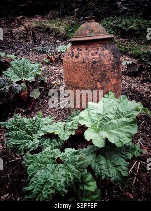 Eine Terrakotta-Cloche in einem Gemüsegarten mit Rhabarber, um erzwungenen Rhabarber zu machen Stockfoto