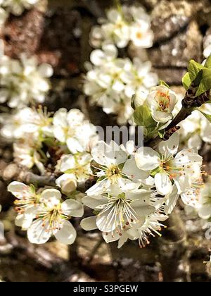 Schöne Blumen eines mexikanischen Pflaumenbaums. Stockfoto