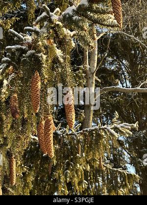 Schneebedeckte Kiefer zeigt, dass es baumelnde Kiefern in den Morgensonnenaufgang. Stockfoto