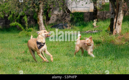 2 Hunde laufen mit Stöcken auf einer Wiese Stockfoto