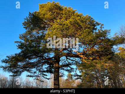 Eine große und alte Kiefer im Wald gegen den blauen Himmel Stockfoto