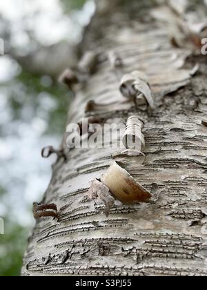 Nahansicht der geschwenkten Rinde einer gelben Birke. Stockfoto