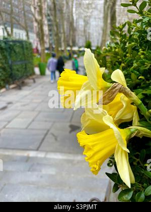 Narzissen aus dem Frühling beobachten Passanten im Bryant Park NYC Stockfoto