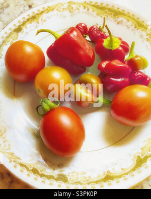 Frisch gepflückte Tomaten und Paprika aus dem Garten. Stockfoto