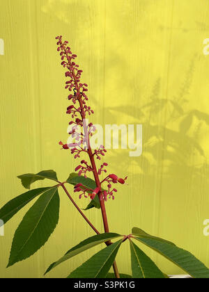 Rote Rosskastanienbaumknospen mit Schatten an einer hellen Wand. Stockfoto