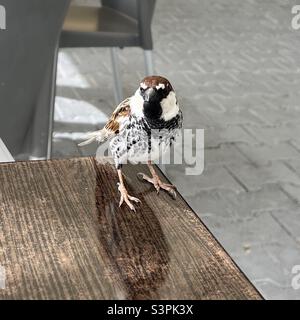 Männlicher Spatz, Passer hispaniolensis, auf Kaffeetisch, Porto Santo, Insel, Atlantik Stockfoto