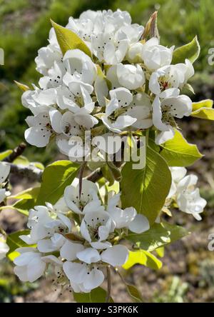 Birnenblüte auf einem Obstbaum in einem Obstgarten in Worcestershire Stockfoto