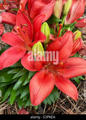 Rote orientalische Lilienblüten. Stockfoto