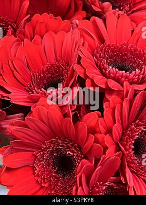 Schöne rote Gerbera Stockfoto