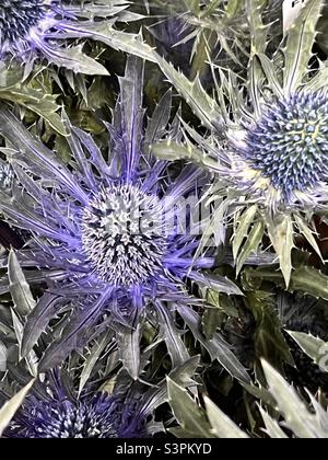 Der erstaunliche Eryngium oder ‘Blue Hobbit' Stockfoto