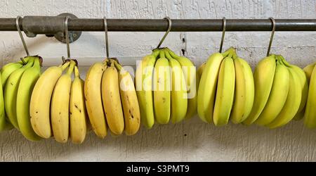 Bananen, reif und unreif, hängen an einer Schiene in einem Geschäft auf der Farm in Worcestershire Stockfoto