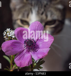 Eine lila Mohnanemone und weiße Alysum-Blüten, mit einer Katze im Hintergrund Stockfoto