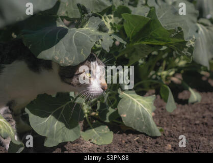 Kohl-Patch-Katze - eine junge, tabby und weiße Katze Spitzen aus unter großen Floppy Kohl Blätter Stockfoto