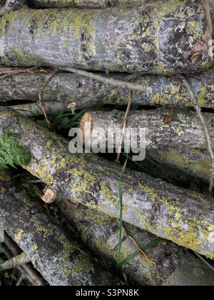 Nahaufnahme von Rundholz Stockfoto