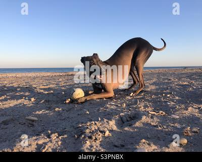 Italienischer Windhundhund, der am Strand spielt Stockfoto