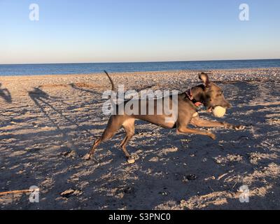 Der italienische Windhund läuft am Strand mit einem Ball im Mund Stockfoto