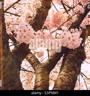 Rosa Kirschblüten auf einem Zierkirschenbaum in Vancouver. Prunus x yedoensis Akebono. Stockfoto
