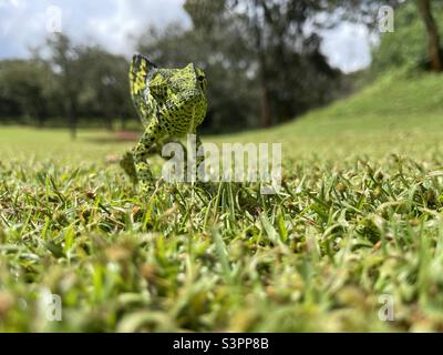 Vorderansicht eines Chamäleons, das auf dem Gras in der nordwestlichen Provinz Sambia läuft. Stockfoto