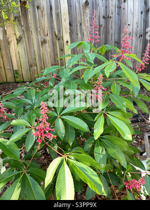 Roter Rosskastanienbaum, der in einem Garten im Hinterhof wächst. Stockfoto