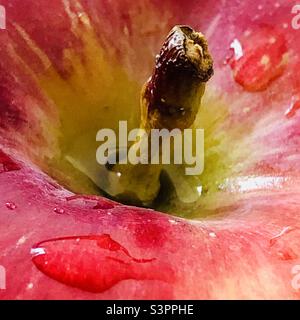 Roter Apfel-Stier - Nahaufnahme. Wasser tropft auf den Apfel. Stockfoto