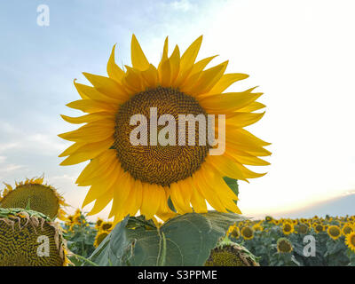 Schöne gelbe Sonnenblume auf einem Sonnenblumenfeld Nahaufnahme. Gelbe Sonnenblume mit Copyspace. Sonnenblume unter einem bewölkten Himmel Stockfoto