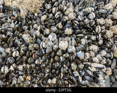 Muscheln, die an Felsen am Strand von Saunton Sands, Devon, Großbritannien, befestigt sind Stockfoto