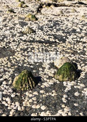 Schlampte Muscheln bei Ebbe sichtbar Stockfoto