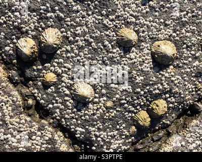 Schlampte Muscheln bei Ebbe sichtbar Stockfoto