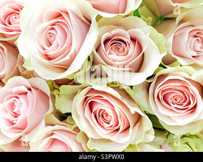 Ein Bouquet von weiß-roten Rosen aus nächster Nähe. Hintergrund von weiß-roten Rosen Stockfoto