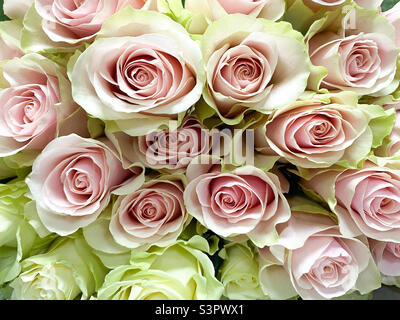 Ein Bouquet von weiß-roten Rosen aus nächster Nähe. Hintergrund von weiß-roten Rosen Stockfoto
