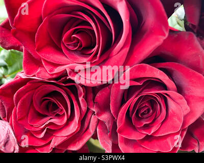 Blumenstrauß von roten Rosen aus nächster Nähe. Hintergrund von roten Rosen Stockfoto