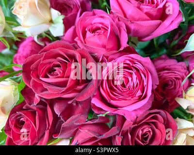Blumenstrauß von roten Rosen aus nächster Nähe. Hintergrund von roten Rosen Stockfoto