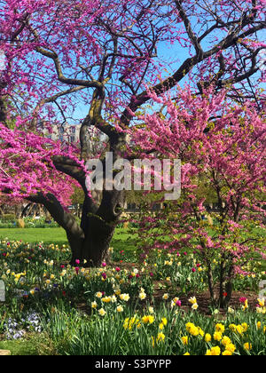 Wunderschöne rosa Blüten und Narzissen in den Jardin Tuileries in Paris Stockfoto