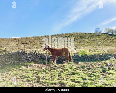 Pferd in einem Feld Stockfoto