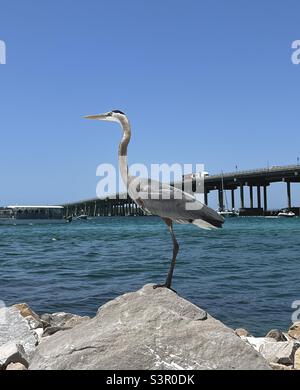 Großer blauer Reiher, der auf einem Felsen mit Destin, Florida Brücke im Hinterhof steht Stockfoto