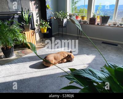 Eine französische Bulldogge, die in einem mit Zimmerpflanzen gefüllten Wohnzimmer an einem Sonnenfleck schläft. Stockfoto