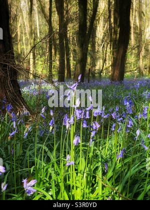 Sonnenbeschienenen Bluebells (Hyacinthoides non-scripta), in einem walisischen Wald, April, Frühling. Stockfoto